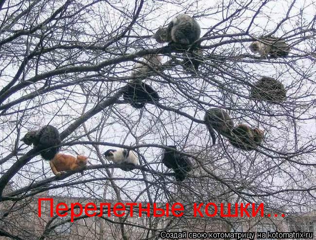 Котоматрица: Перелетные кошки...
