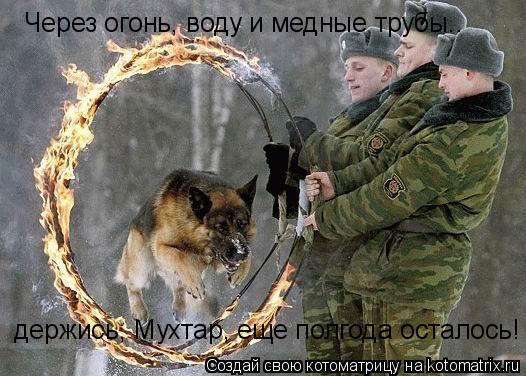 Котоматрица: Через огонь, воду и медные трубы..  держись, Мухтар, еще полгода осталось!