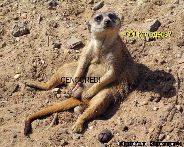 Котоматрица: СENCORED! -Ой! Кто здесь?