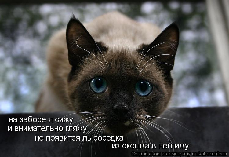Котоматрица: на заборе я сижу и внимательно гляжу не появится ль соседка из окошка в неглижу