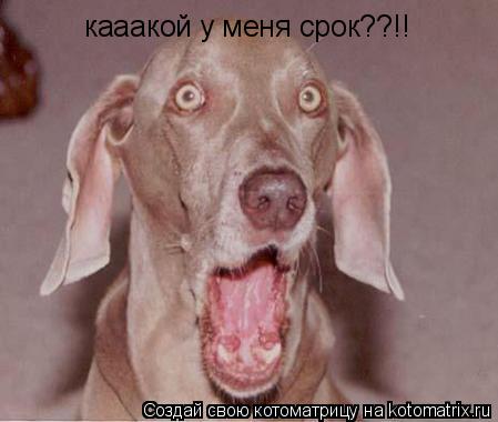 Котоматрица: кааакой у меня срок??!!