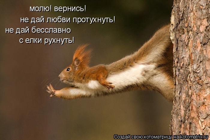 Котоматрица: молю! вернись! не дай любви протухнуть! не дай бесславно с елки рухнуть!