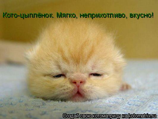 Котоматрица: Кото-цыплёнок. Мягко, неприхотливо, вкусно!