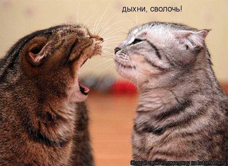 Котоматрица: дыхни, сволочь!