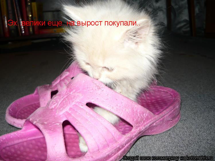 Котоматрица: Эх..велики еще..на вырост покупали..