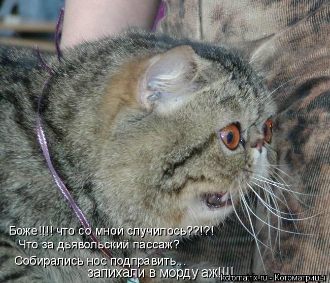 Котоматрица: Боже!!!! что со мной случилось??!?! Что за дьявольский пассаж? Собирались нос подправить... запихали в морду аж!!!!