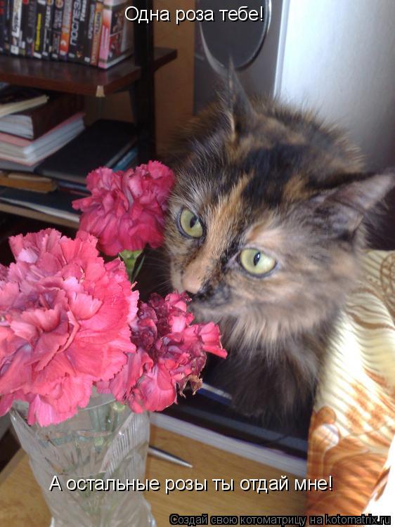 Котоматрица: А остальные розы ты отдай мне! Одна роза тебе!