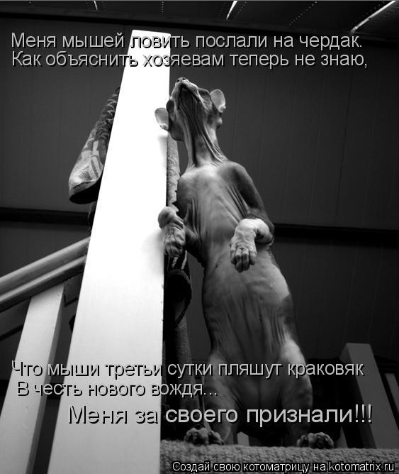 Меня мышей ловить послали на чердак. Как объяснить хозяевам теперь не знаю, Что мыши третьи сутки пля... Котоматрица: Меня мышей ловить послали на чердак. Как объяснить хозяевам теперь не знаю, Что мыши третьи сутки пляшут краковяк В честь нового вождя... Мен