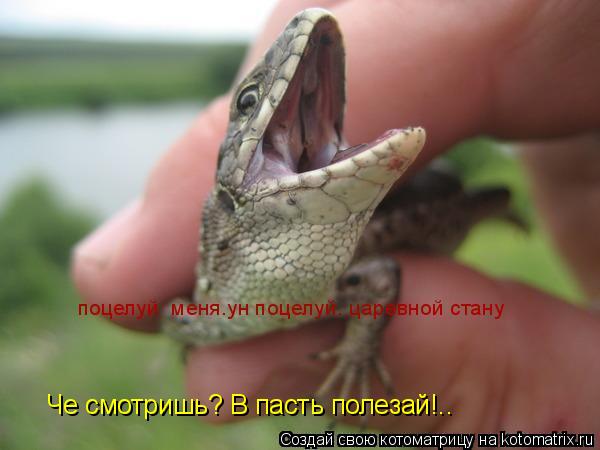 Котоматрица: Че смотришь? В пасть полезай!..