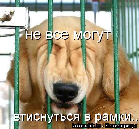 не все могут втиснуться в рамки...... Котоматрица: не все могут втиснуться в рамки...