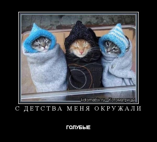 Котоматрица: С детства меня окружали ГОЛУБЫЕ