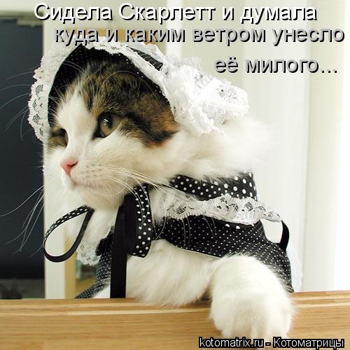 Сидела Скарлетт и думала куда и каким ветром унесло её милого...... Котоматрица: Сидела Скарлетт и думала куда и каким ветром унесло её милого...