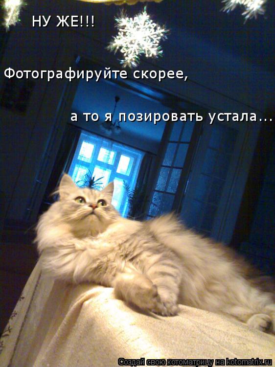 НУ ЖЕ!!! Фотографируйте скорее, а то я позировать устала...... Котоматрица: НУ ЖЕ!!! Фотографируйте скорее, а то я позировать устала...
