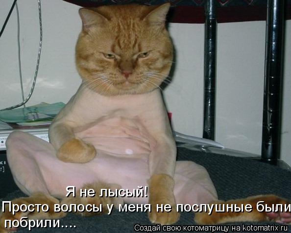 Котоматрица: Я не лысый! Просто волосы у меня не послушные были, побрили....