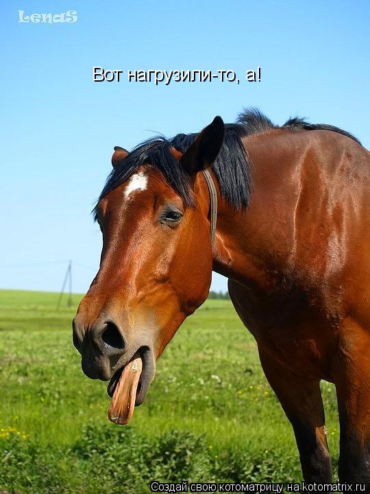 Котоматрица: Вот нагрузили-то, а!