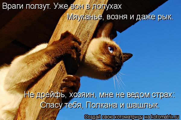 Котоматрица: Враги ползут. Уже вон в лопухах Не дрейфь, хозяин, мне не ведом страх: Мяуканье, возня и даже рык. Спасу тебя, Полкана и шашлык.