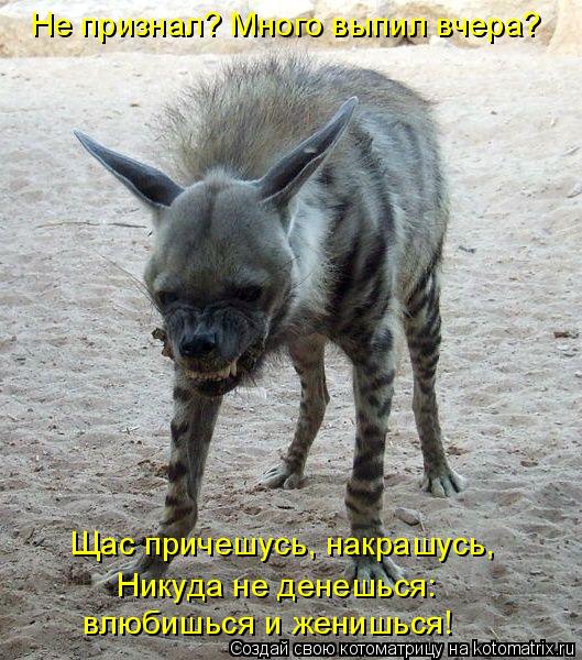 Котоматрица: Не признал? Много выпил вчера?  Щас причешусь, накрашусь,  Никуда не денешься:  влюбишься и женишься!