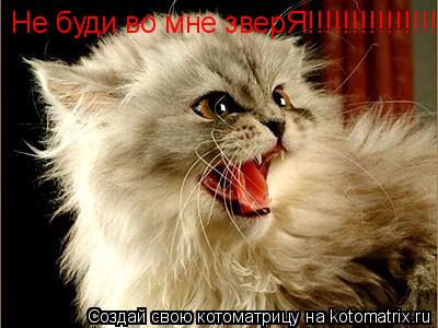Котоматрица: Не буди во мне зверЯ!!!!!!!!!!!!!!!