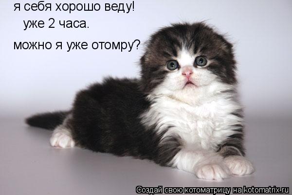 Котоматрица: я себя хорошо веду! уже 2 часа. можно я уже отомру?