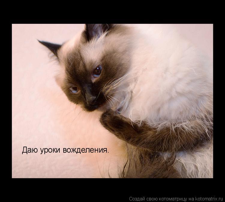 Котоматрица: Даю уроки вожделения.