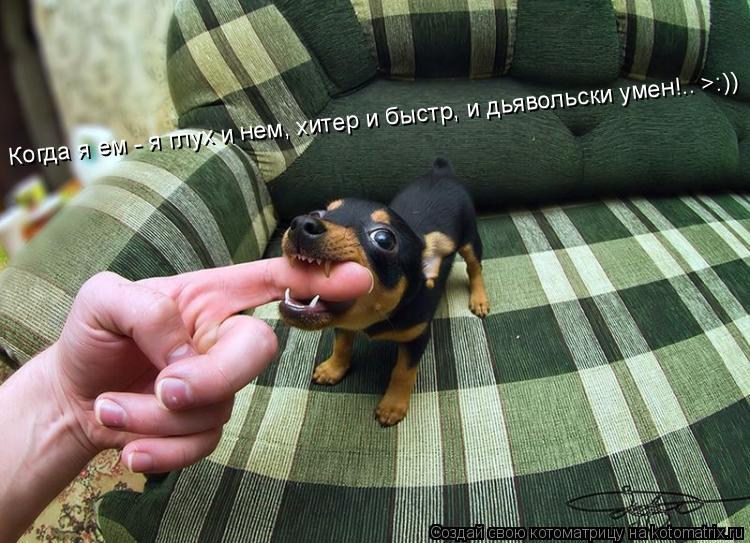 Котоматрица: Когда я ем - я глух и нем, хитер и быстр, и дьявольски умен!.. >:))