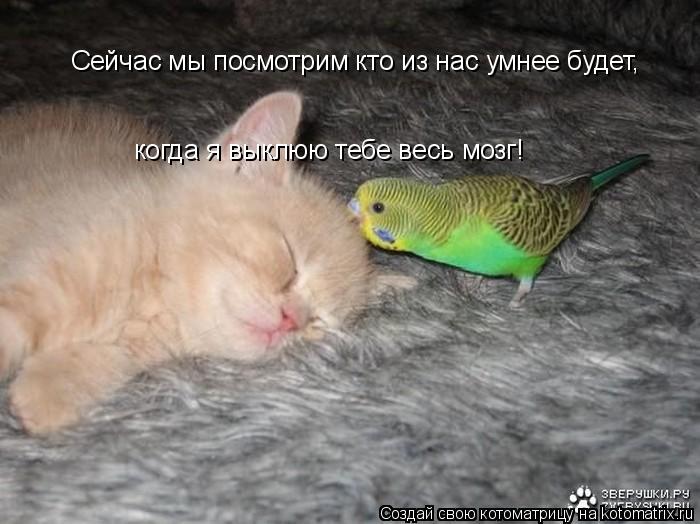 Котоматрица: Сейчас мы посмотрим кто из нас умнее будет, когда я выклюю тебе весь мозг!