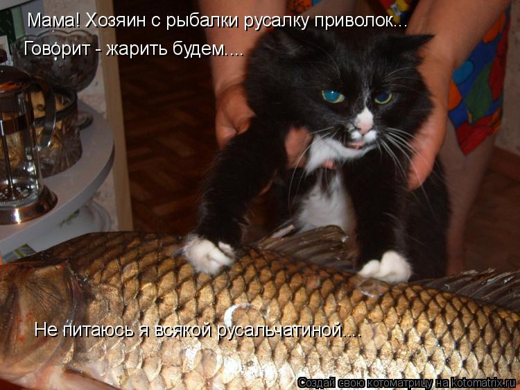 Котоматрица: Мама! Хозяин с рыбалки русалку приволок... Говорит - жарить будем.... Не питаюсь я всякой русальчатиной....