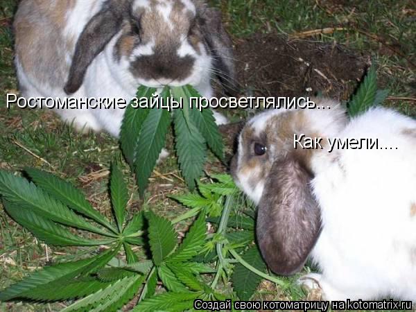 Котоматрица: Ростоманские зайцы просветлялись... Как умели....