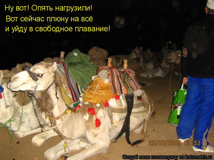 Котоматрица: Ну вот! Опять нагрузили! Вот сейчас плюну на всё и уйду в свободное плавание!