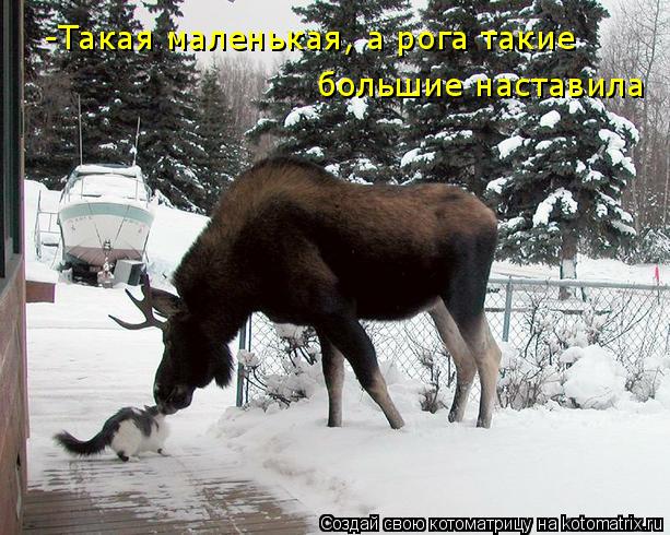 Котоматрица: -Такая маленькая, а рога такие  большие наставила