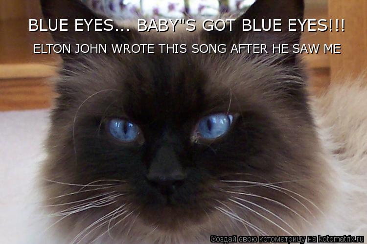 Котоматрица: ELTON JOHN WROTE THIS SONG AFTER HE SAW ME BLUE EYES... BABY"S GOT BLUE EYES!!!