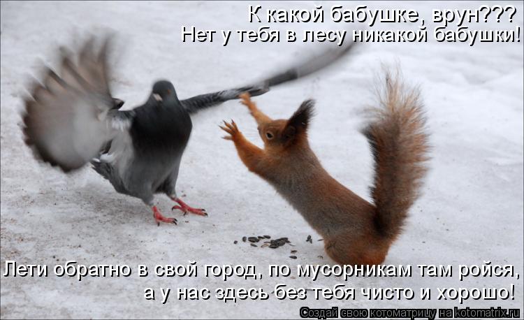 Котоматрица: К какой бабушке, врун??? Нет у тебя в лесу никакой бабушки! Лети обратно в свой город, по мусорникам там ройся, а у нас здесь без тебя чисто и хо