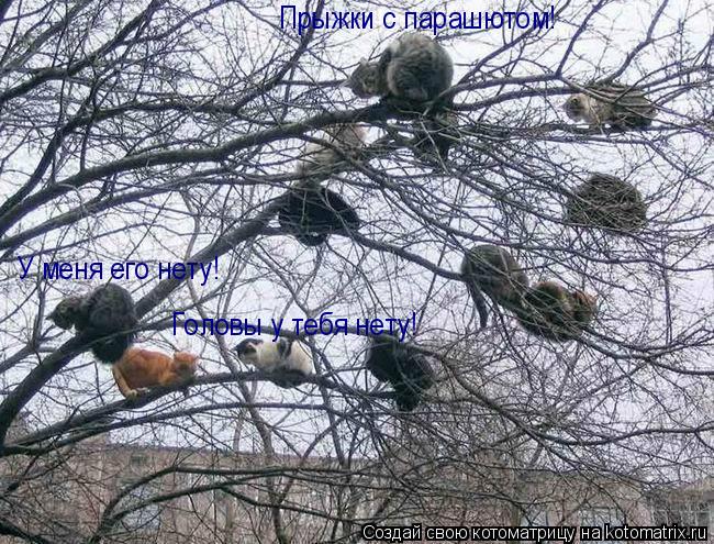 Прыжки с парашютом! У меня его нету! Головы у тебя нету!... Котоматрица: Прыжки с парашютом! У меня его нету! Головы у тебя нету!