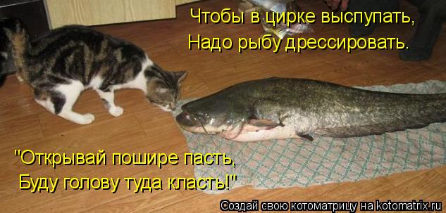Чтобы в цирке выспупать, Надо рыбу дрессировать. "Открывай пошире пасть, Буду голову туда класть!"... Котоматрица: Чтобы в цирке выспупать, Надо рыбу дрессировать. "Открывай пошире пасть, Буду голову туда класть!"