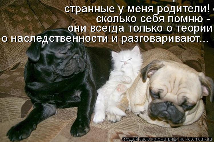 странные у меня родители! сколько себя помню - они всегда только о теории о наследственности и разгов... Котоматрица: странные у меня родители! сколько себя помню - они всегда только о теории о наследственности и разговаривают сколько себя помню - они всегда