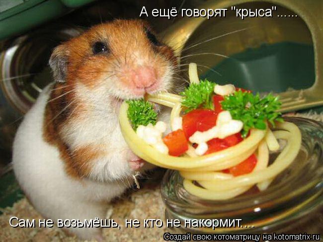 Котоматрица: А ещё говорят "крыса"...... Сам не возьмёшь, не кто не накормит....
