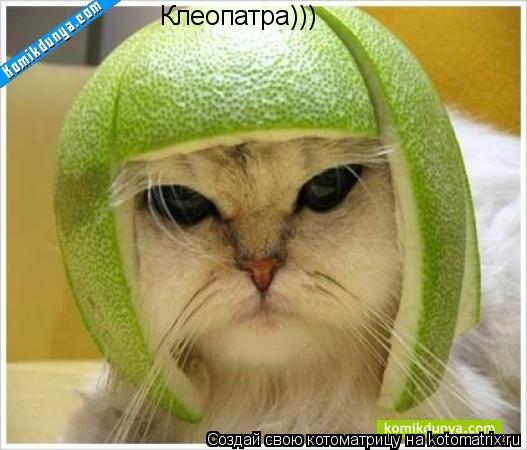 Клеопатра)))... Котоматрица: Клеопатра)))