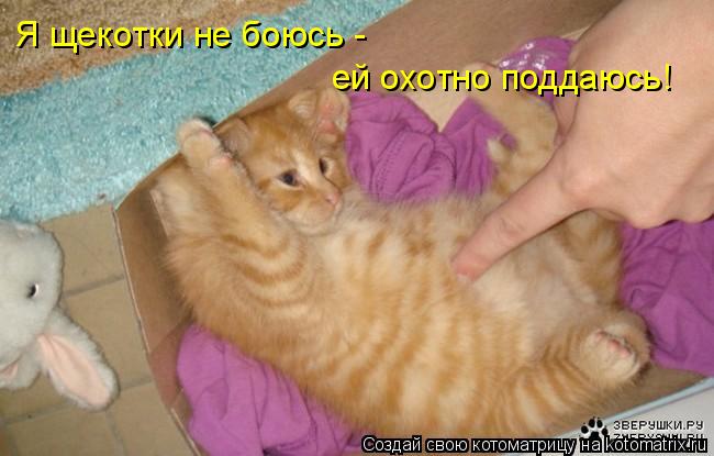 Я щекотки не боюсь - ей охотно поддаюсь!... Котоматрица: Я щекотки не боюсь - ей охотно поддаюсь!