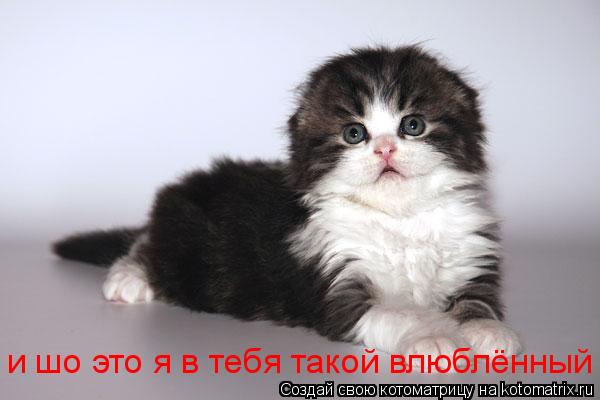 и шо это я в тебя такой влюблённый... Котоматрица: и шо это я в тебя такой влюблённый