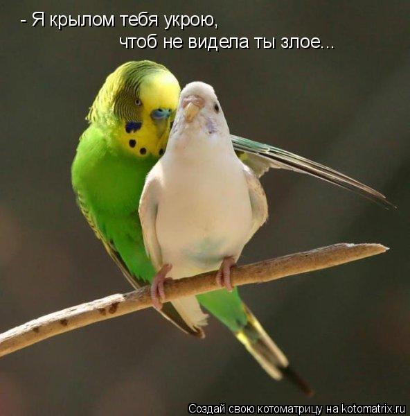 - Я крылом тебя укрою, чтоб не видела ты злое...... Котоматрица: - Я крылом тебя укрою, чтоб не видела ты злое...