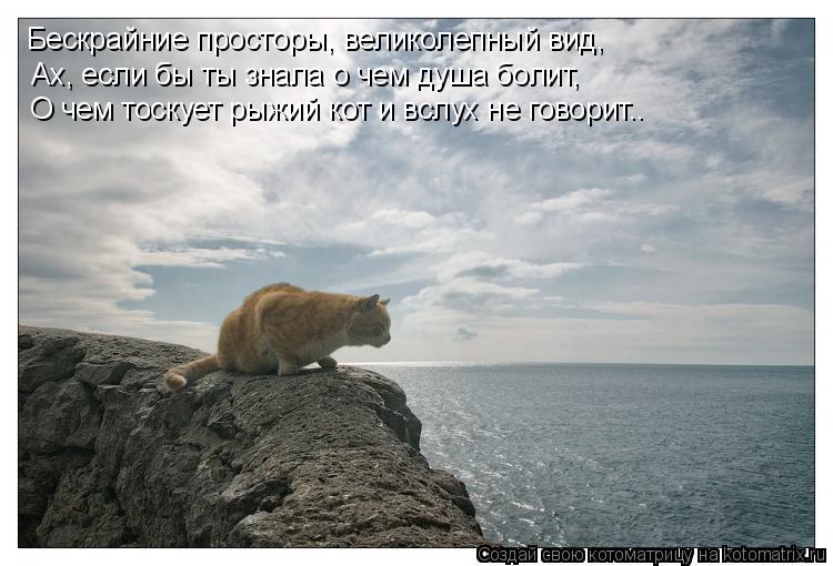 Бескрайние просторы, великолепный вид, Ах, если бы ты знала о чем душа болит, О чем тоскует рыжий кот... Котоматрица: Бескрайние просторы, великолепный вид, Ах, если бы ты знала о чем душа болит, О чем тоскует рыжий кот и вслух не говорит..