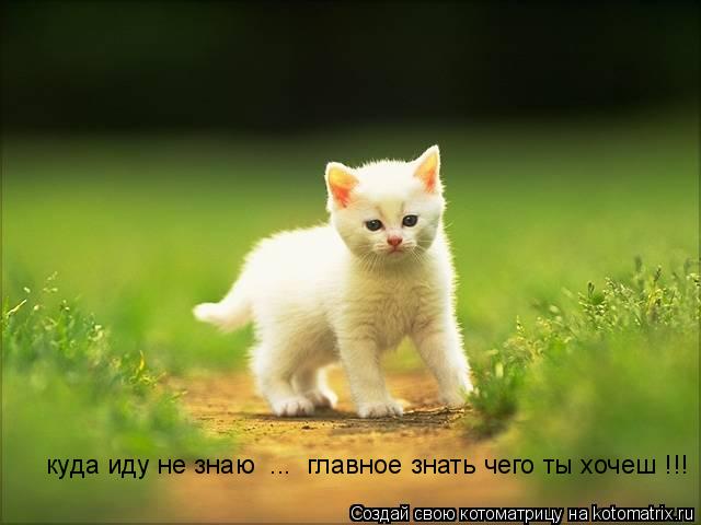 куда иду не знаю ... главное знать чего ты хочеш !!!... Котоматрица: куда иду не знаю ... главное знать чего ты хочеш !!!