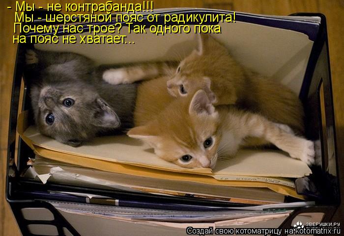 - Мы - не контрабанда!!! Мы - шерстяной пояс от радикулита! Почему нас трое? Так одного пока на пояс... Котоматрица: - Мы - не контрабанда!!! Мы - шерстяной пояс от радикулита! Почему нас трое? Так одного пока на пояс не хватает...