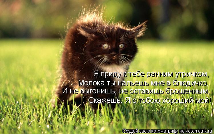 Я приду к тебе ранним утричком, Молока ты нальешь мне в блюдичко, И не выгонишь, не оставишь брошенны... Котоматрица: Я приду к тебе ранним утричком, Молока ты нальешь мне в блюдичко, И не выгонишь, не оставишь брошенным, Скажешь: Я с тобою хороший мой!