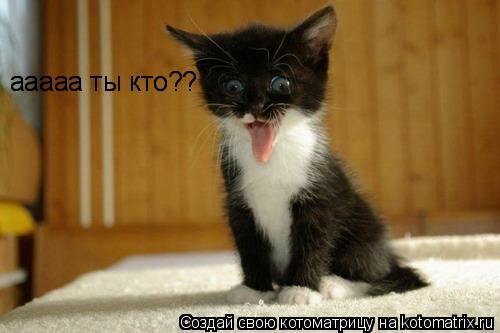 ааааа ты кто?? ааааа ты кто??... Котоматрица: ааааа ты кто?? ааааа ты кто??
