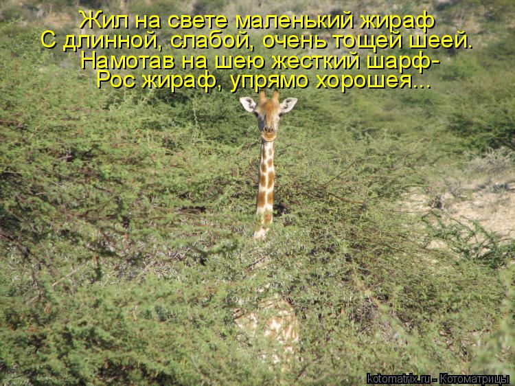 Жил на свете маленький жираф С длинной, слабой, очень тощей шеей. Намотав на шею жесткий шарф- Рос жи... Котоматрица: Жил на свете маленький жираф С длинной, слабой, очень тощей шеей. Намотав на шею жесткий шарф- Рос жираф, упрямо хорошея...