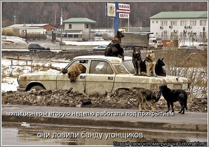 Котоматрица: милиционеры вторую неделю работали под прикрытием они ловили банду угонщиков