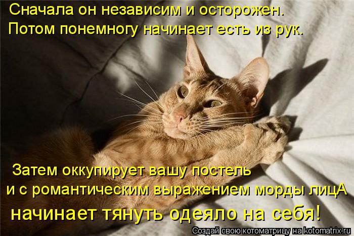 Сначала он независим и осторожен. Потом понемногу начинает есть из рук. Затем оккупирует вашу постель... Котоматрица: Сначала он независим и осторожен. Потом понемногу начинает есть из рук. Затем оккупирует вашу постель и с романтическим выражением морды л