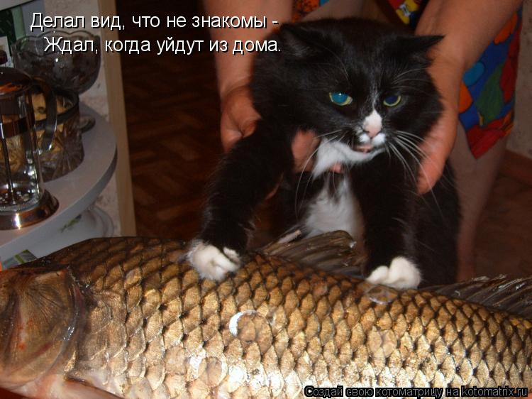 Котоматрица: Делал вид, что не знакомы - Ждал, когда уйдут из дома.