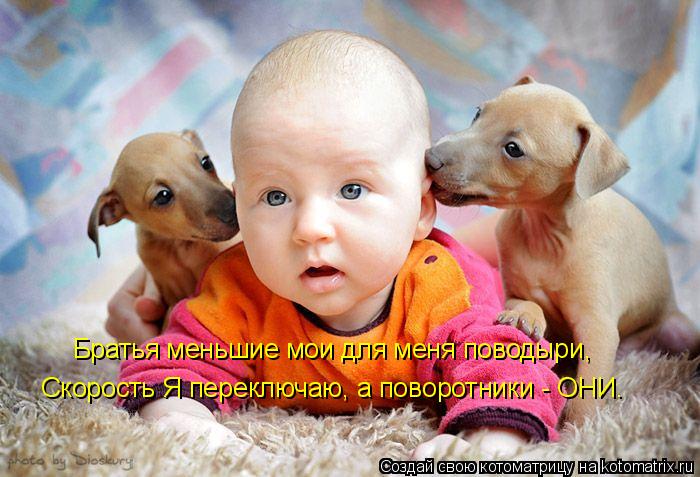 Братья меньшие мои для меня поводыри, Скорость Я переключаю, а поворотники - ОНИ.... Котоматрица: Братья меньшие мои для меня поводыри, Скорость Я переключаю, а поворотники - ОНИ.